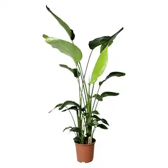 Bauhaus Piardino baumstrelitzie (strelitzia nicolai, topfgröße: 27 cm) Angebot