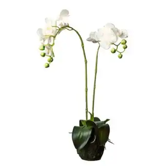 XXXLutz Kunstpflanze orchidee Angebot