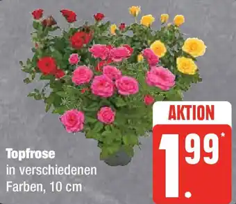 Edeka Topfrose Angebot