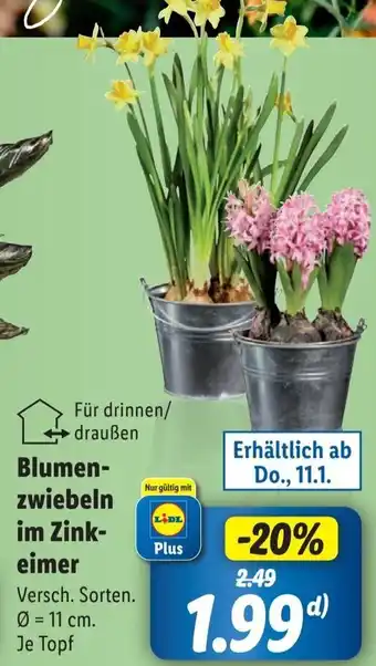 Lidl Blumenzwiebeln im Zinkeimer Angebot
