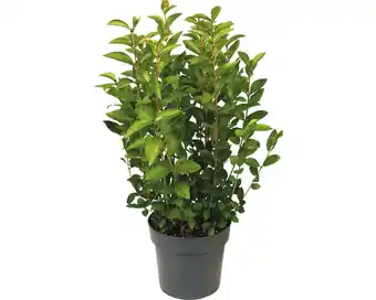 Hornbach Ovalblättriger liguster floraself ligustrum ovalifolium h 60-70 cm co 3 l Angebot