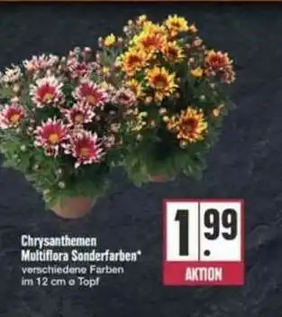 E-Center Chrysanthemen Multiflora Sonderfarben Angebot