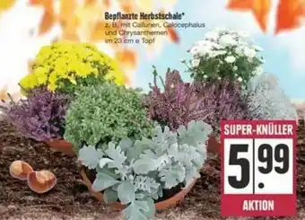 E-Center Bepflanzte Herbstschale Angebot