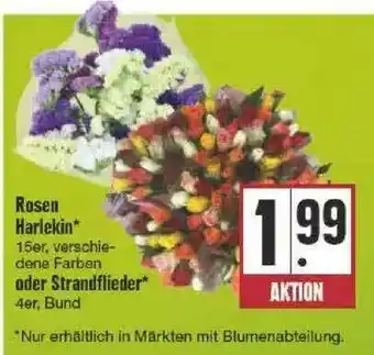 Edeka Rosen Harlekin Oder Strandflieder Angebot