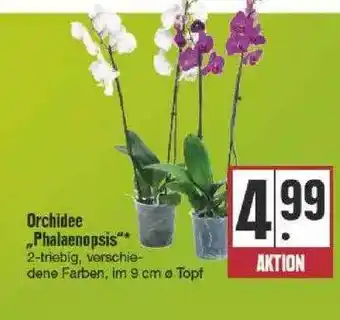 Edeka Orchidee „phalaenopsis” Angebot