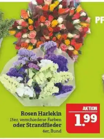 Marktkauf Rosen Harlekin Oder Strandflieder Angebot