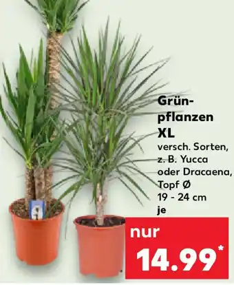 Kaufland Grünpflanzen XL Angebot