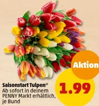 PENNY Saisonstart Tulpen Angebot