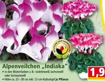 Norma Alpenveilchen ,,Indiaka" Angebot