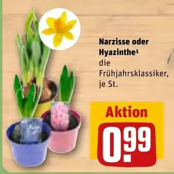 REWE Narzisse oder Hyazinthe die Frühjahrsklassiker, je St. Angebot