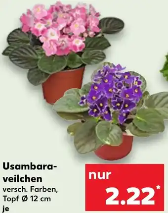 Kaufland Usambaraveilchen Angebot