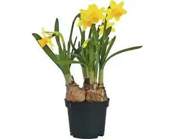 Hornbach Narzisse, osterglocke floraself narcissus pseudonarcissus 'tete a tete' ø 9 cm topf Angebot