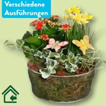 Aldi Nord Bepflanzte frühlingsschale Angebot