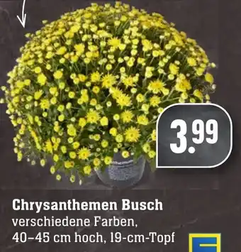 Edeka Neukauf Chrysanthemen Busch Angebot