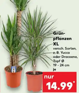 Kaufland Grünpflanzen XL Angebot