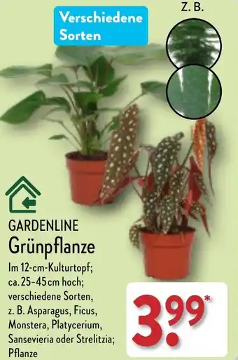 Aldi Nord GARDENLINE Grünpflanze Angebot