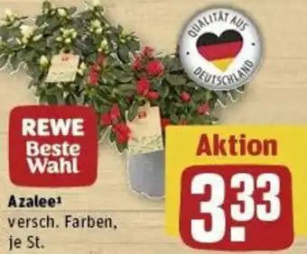 REWE Azalee Angebot