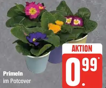 Edeka Primeln im Potcover Angebot