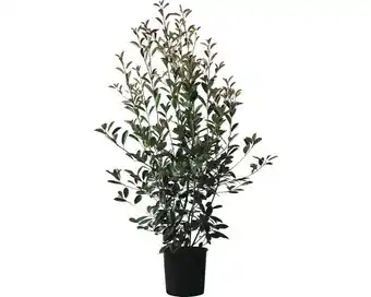 Hornbach Glanzmispel floraself photinia fraseri 'red robin' h 125-150 cm co 15 l Angebot