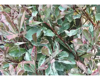 Hornbach Weißgrüne glanzmispel floraself photinia fraseri 'pink marble' h 80-100 cm co 10 l Angebot