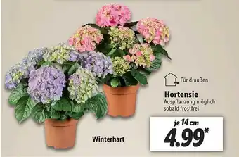 Lidl Hortensie Angebot