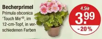 V Markt Becherprimel Angebot