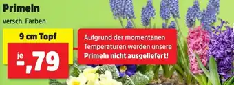 Thomas Philipps Primeln 9 cm Topf Angebot