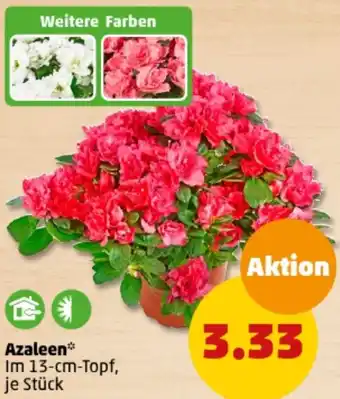 PENNY Azaleen Angebot