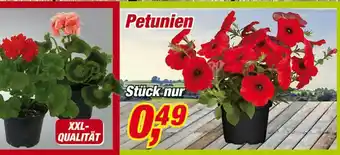 Posten Börse Petunien Angebot