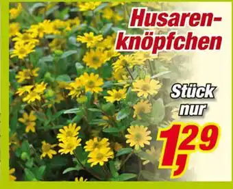 Posten Börse Husarenknöpfchen Angebot