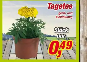 Posten Börse Tagetes Angebot