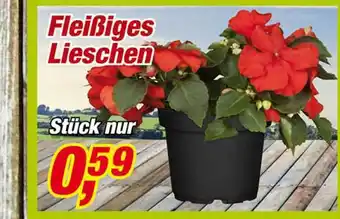 Posten Börse Fleißiges Lieschen Angebot