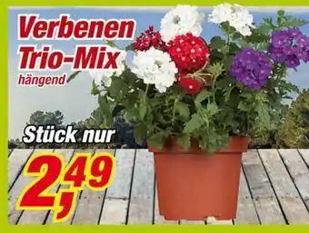 Posten Börse Verbenen Trio-mix Angebot