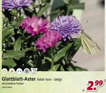 bauSpezi Glattblatt-aster Angebot