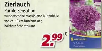 bauSpezi Zierlauch Angebot