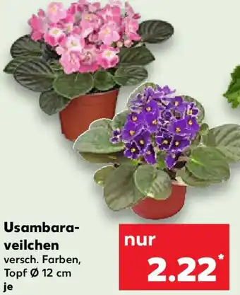 Kaufland Usambaraveilchen Angebot