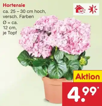 Netto Marken-Discount Hortensie Angebot