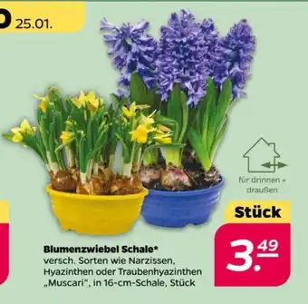 NETTO Blumenzwiebel Schale in 16-cm-Schale, Stück Angebot