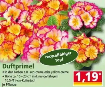 Norma Duftprimel Angebot