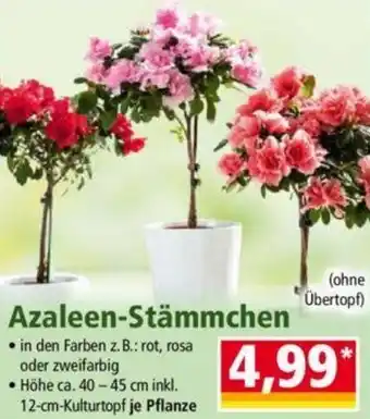 Norma Azaleen-Stämmchen Angebot