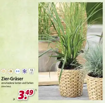 bauSpezi Zier Gräser Angebot