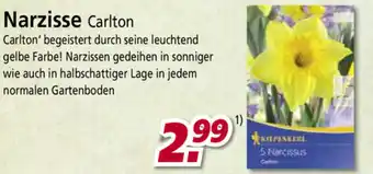 bauSpezi Narzisse Carlton Angebot