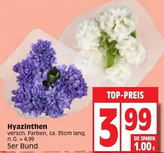 Edeka Hyazinthen 5er Bund Angebot