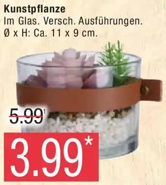 Marktkauf Kunstpflanze Angebot