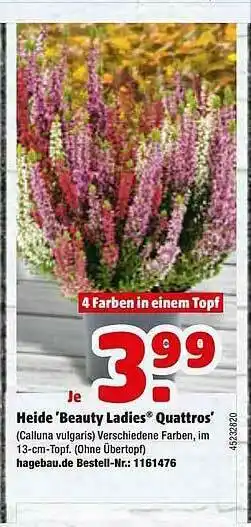 Hagebau Heide „beauty Ladies” Quattros Angebot