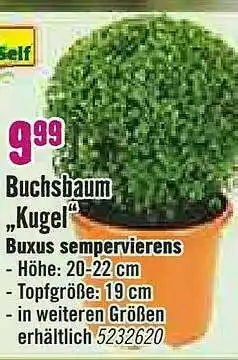 Hornbach Buchsbaum „kugel” Buxux Sempervierens Angebot