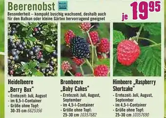 Hornbach Beerenobst Angebot