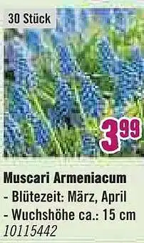 Hornbach Muscari Armeniacum Angebot