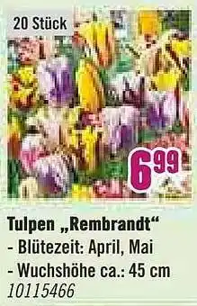 Hornbach Tulpen „rembrandt” Angebot