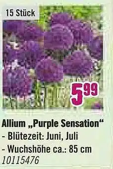 Hornbach Allium „purple Sensation” Angebot